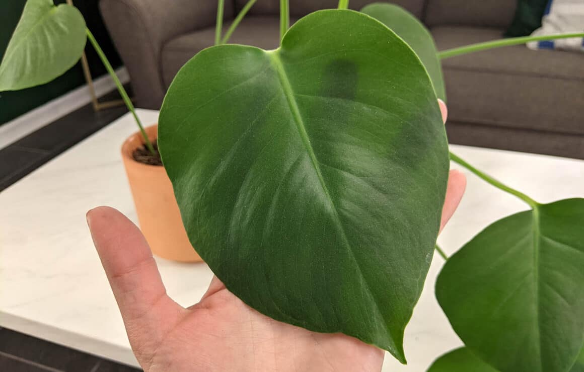 Cinq signes que votre Monstera Deliciosa a besoin de plus de lumière