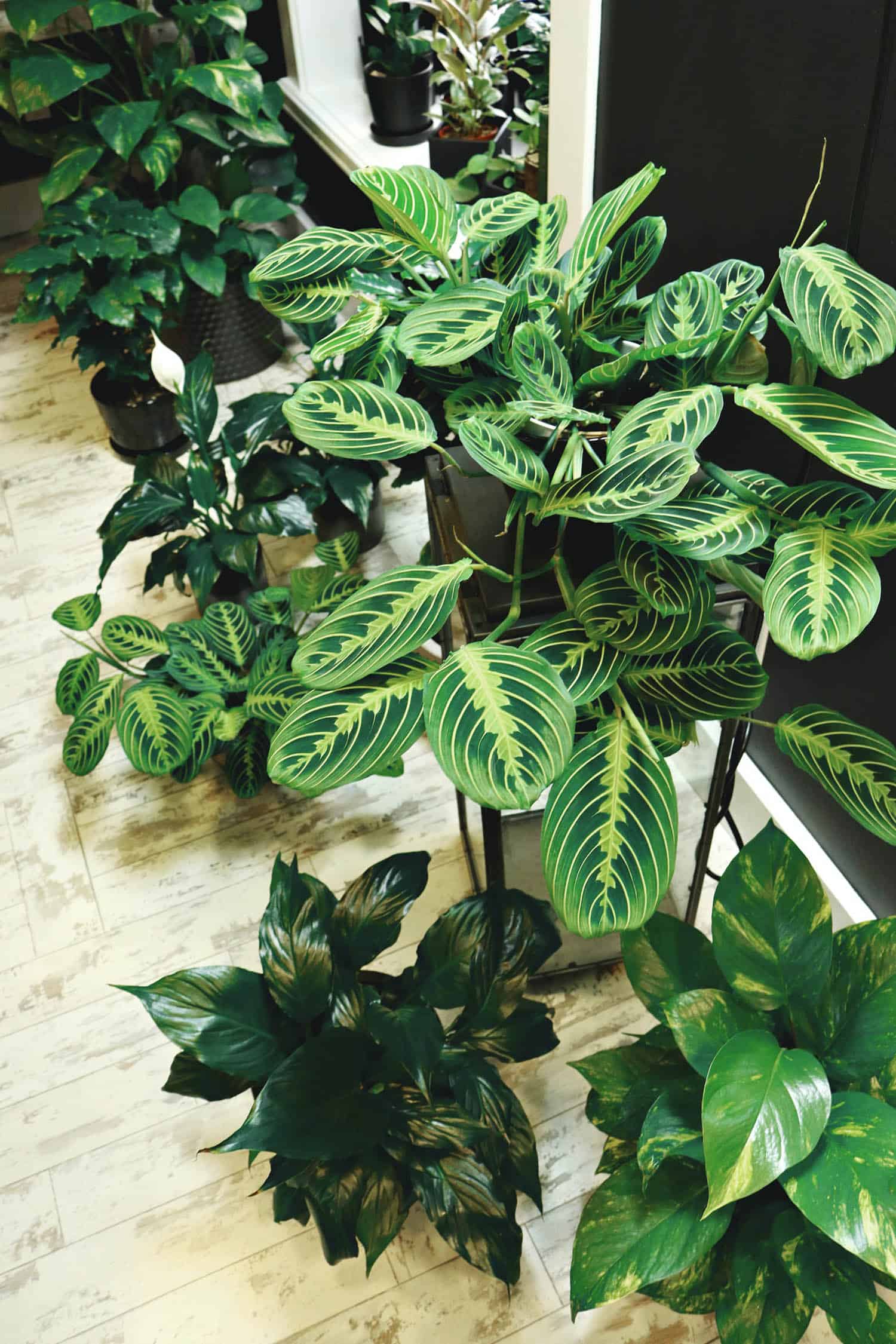Why Prayer Plants Grow and Fall Over and What To Do About It - The Healthy Houseplant