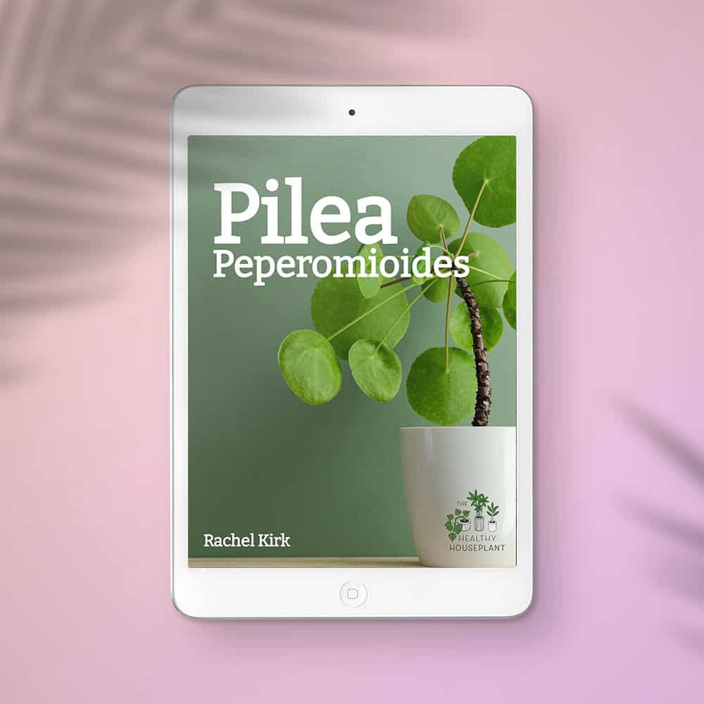 pilea ebook cover