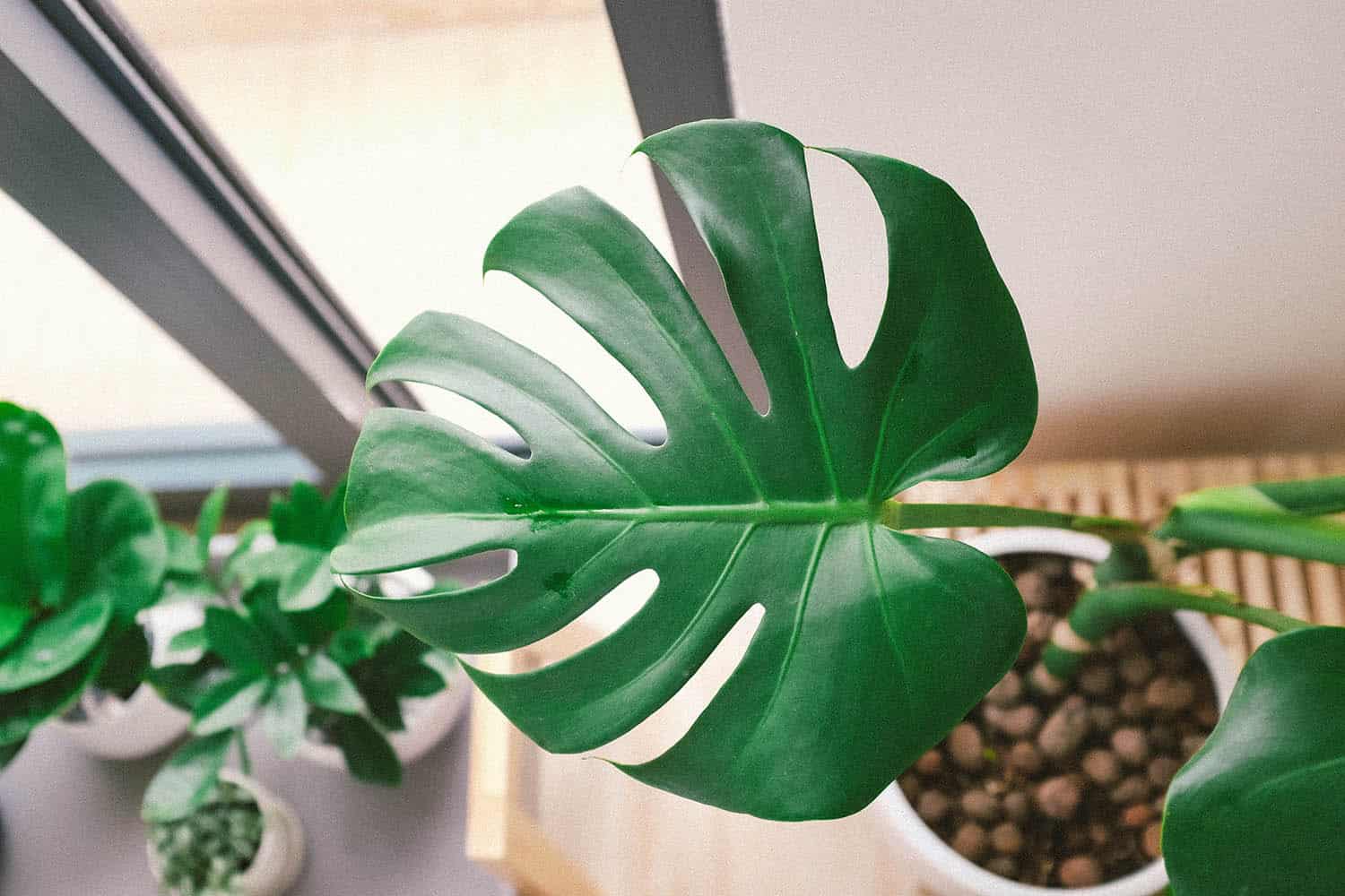 Fertilizing Tips for Healthy Growth of Monstera Deliciosa