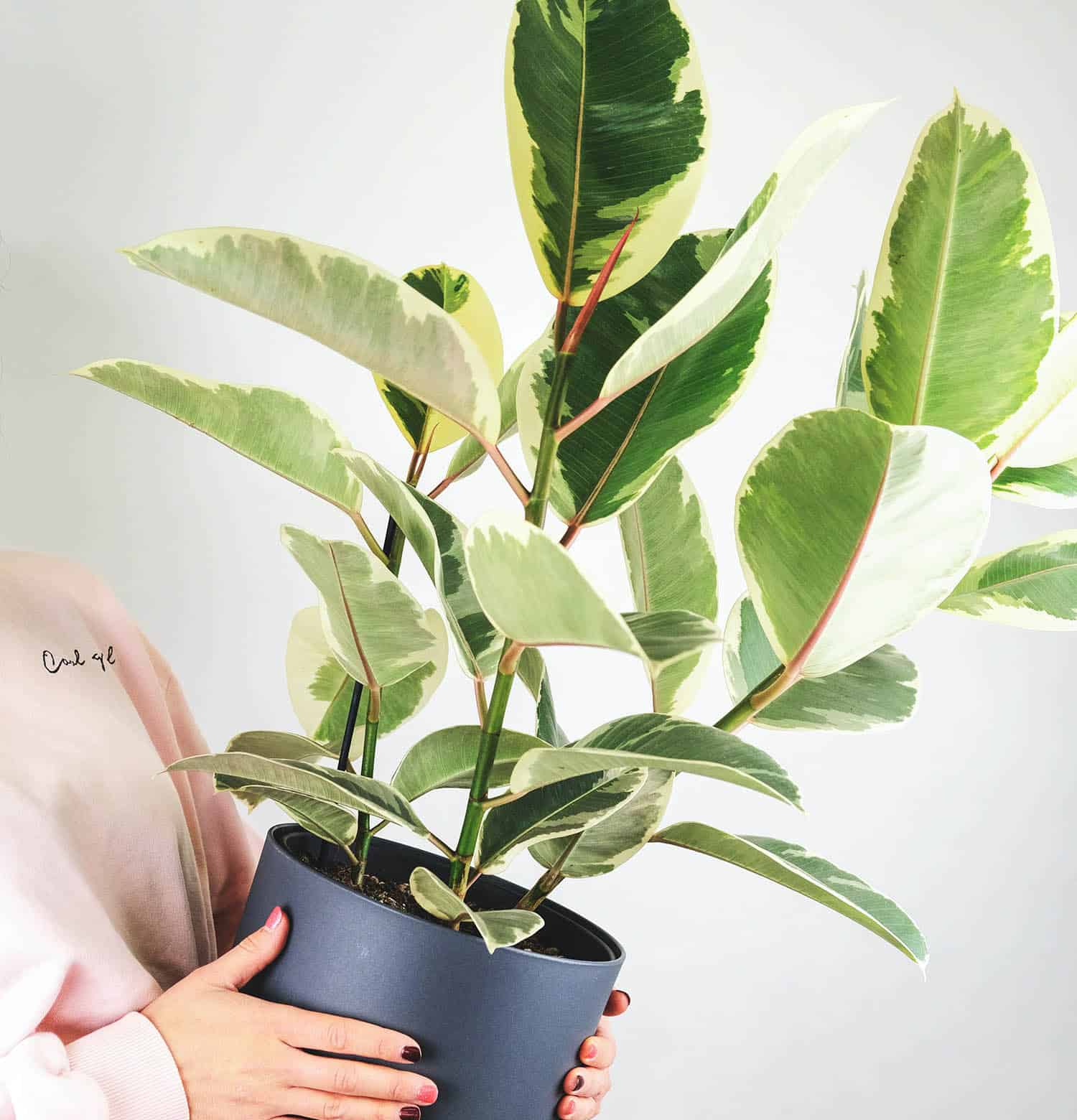 My rubber tree, as wonderful as it is, is getting too big for my apartment.  What should I do? : r/houseplants