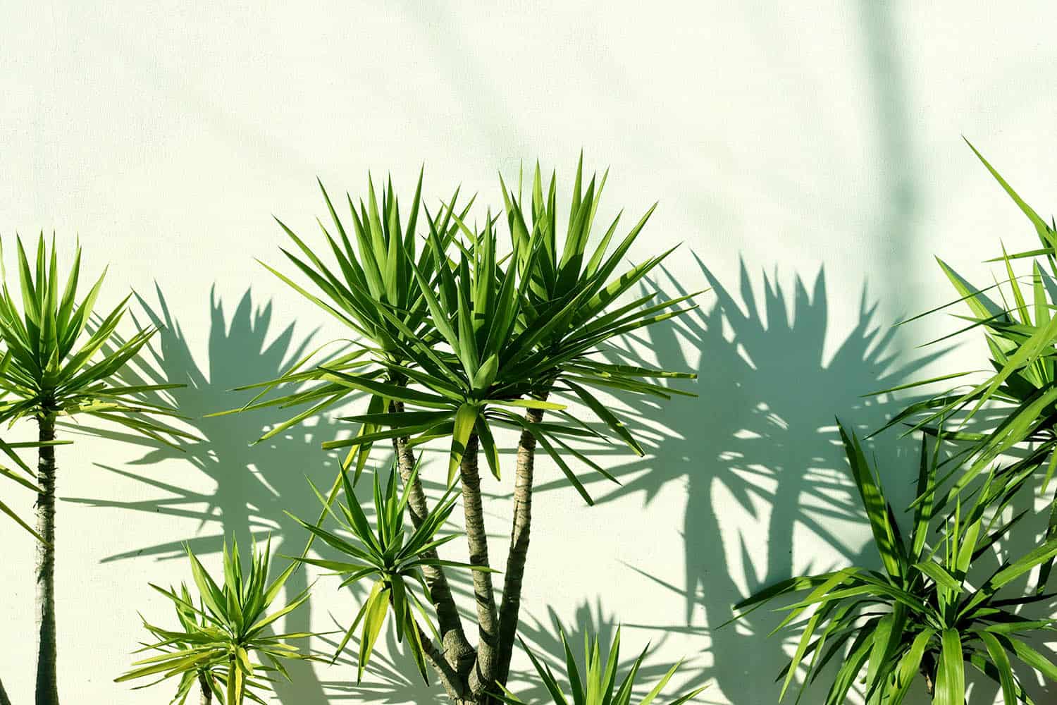dracaena house plants outdoors: what can they survive? can you put