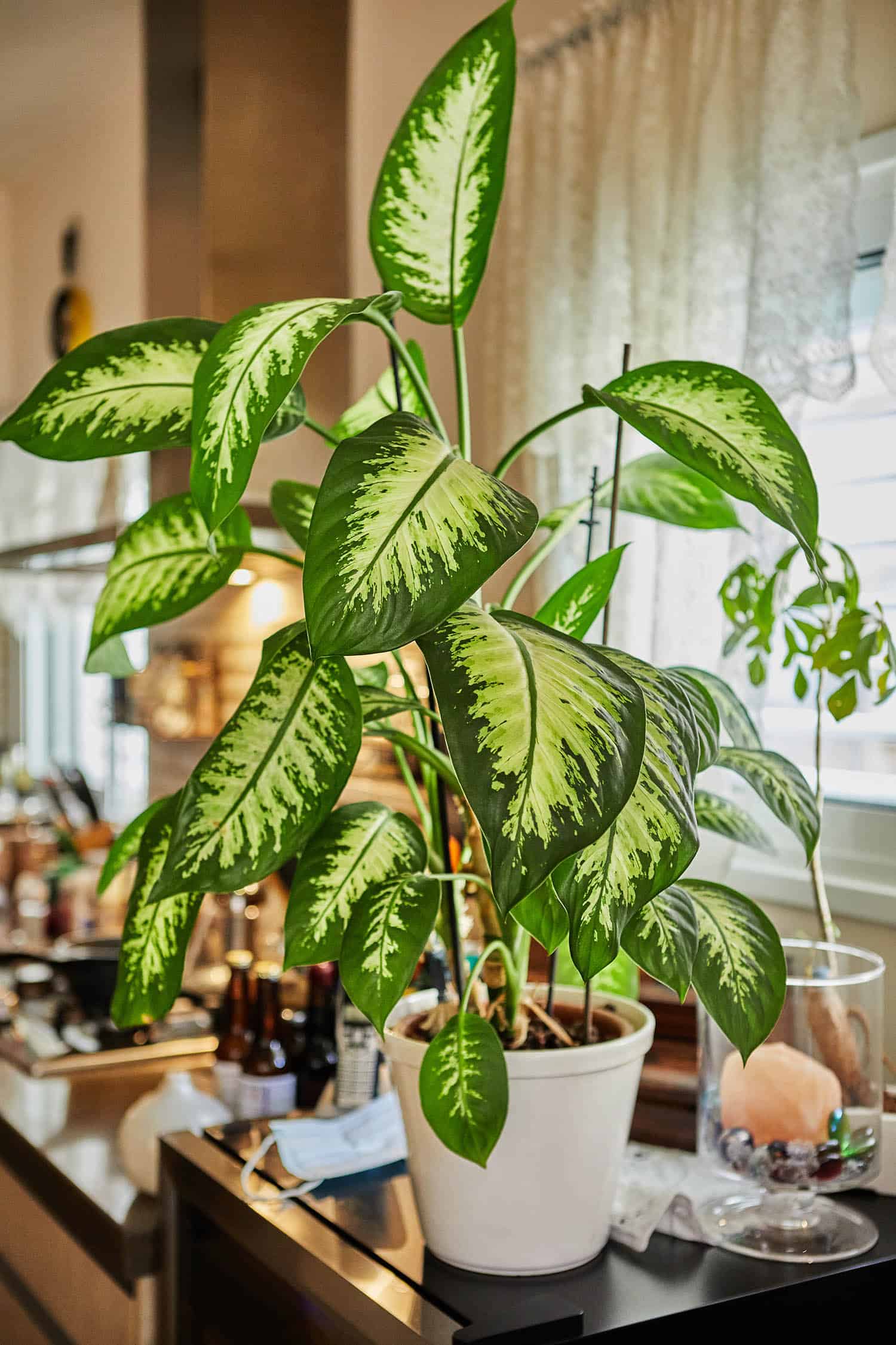 can you propagate a dumb cane from a leaf or stem cutting? - the