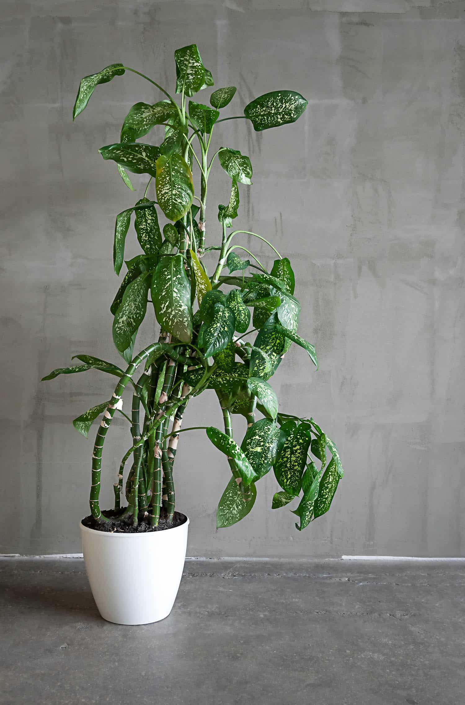 4 reasons to prune your dumb cane plus how & when to do it - the