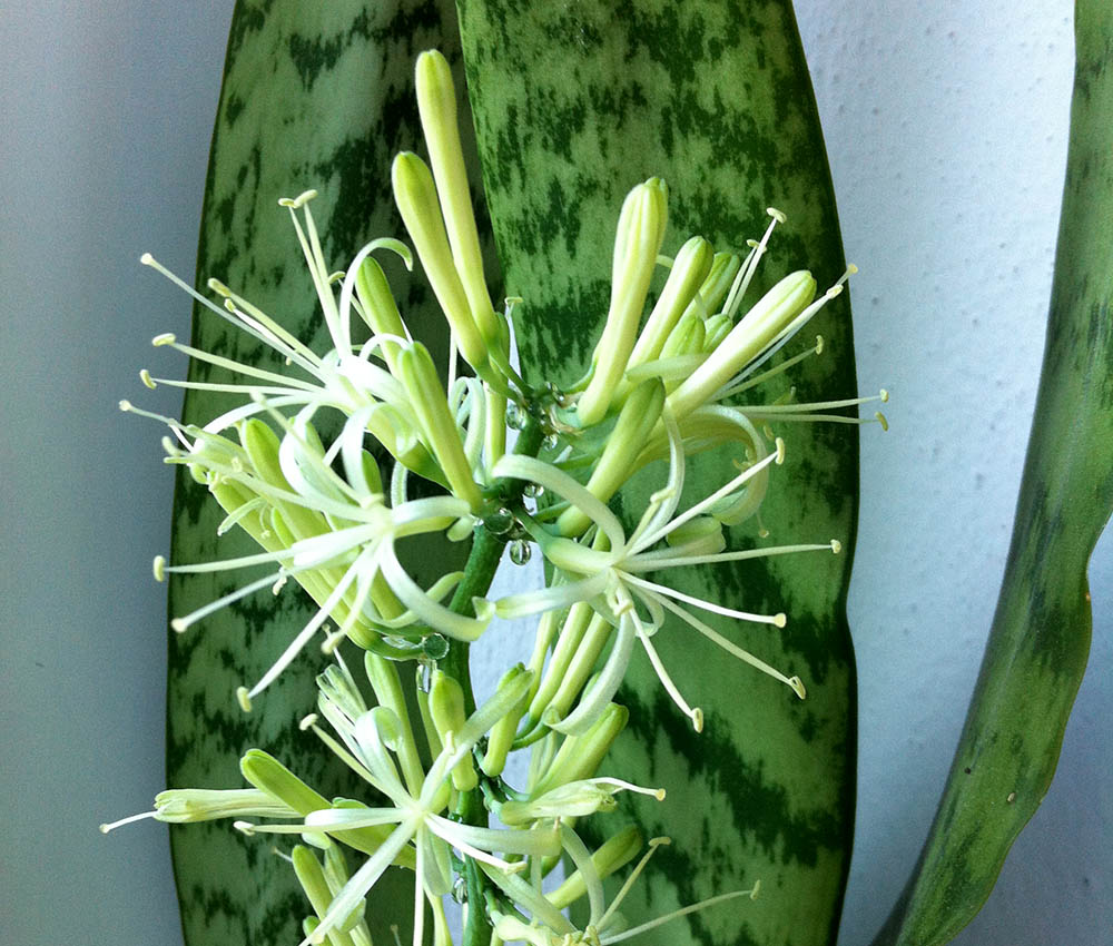 snake plant flower smell