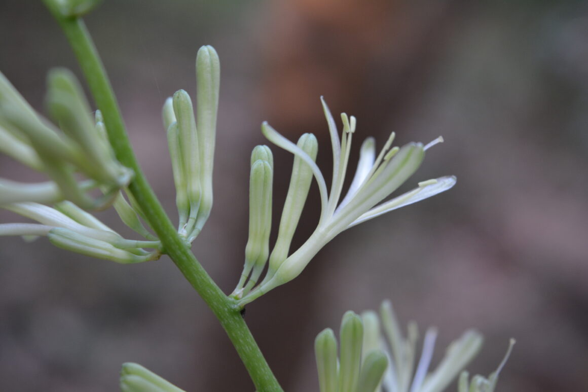 what do snake plant flowers smell like