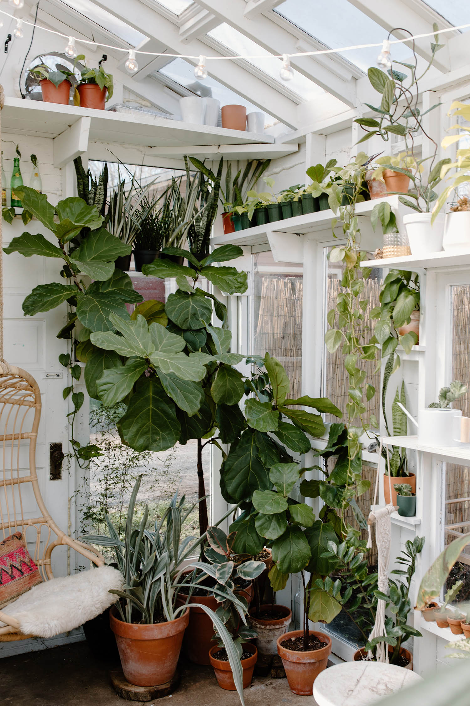 telefon Bevæger sig radikal What Soil is Best for Fiddle Leaf Figs? Store-Bought Options vs. Homemade -  The Healthy Houseplant