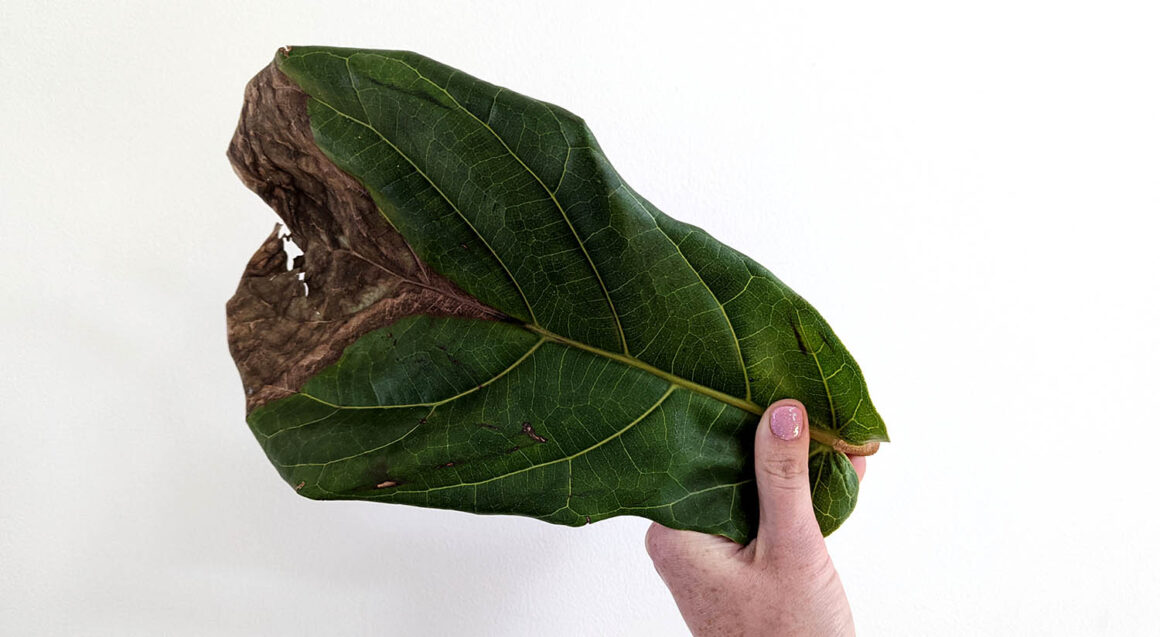 Pourquoi les feuilles des figues de Barbarie sont-elles brunes ou abîmées et que faire ?