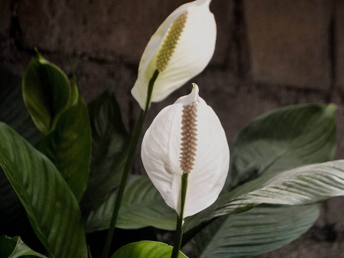 How to Propagate a Peace Lily: Can You Grow a Plant from Cuttings ...