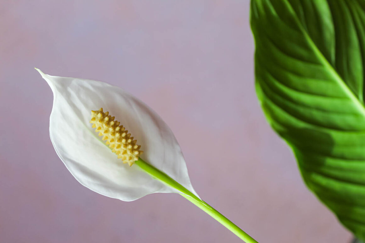 Comment propager un Lis de Paix : Peut-on faire pousser une plante à partir de boutures ? D&rsquo;une division ?