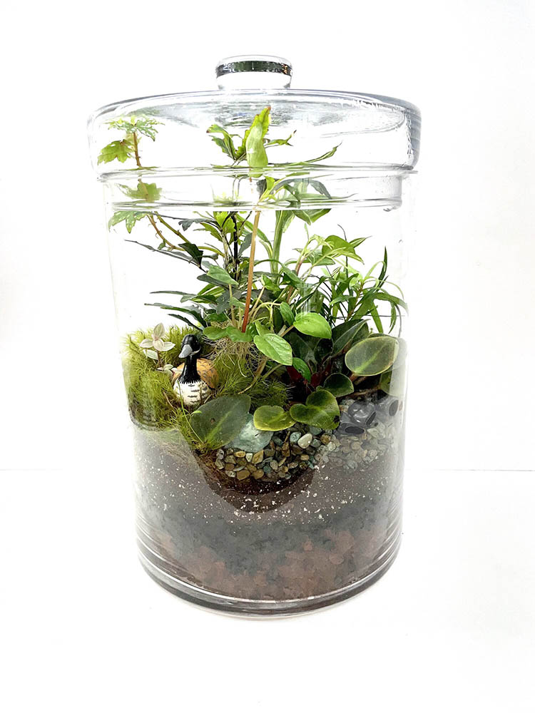 Comment fabriquer un terrarium pour plantes d&rsquo;intérieur