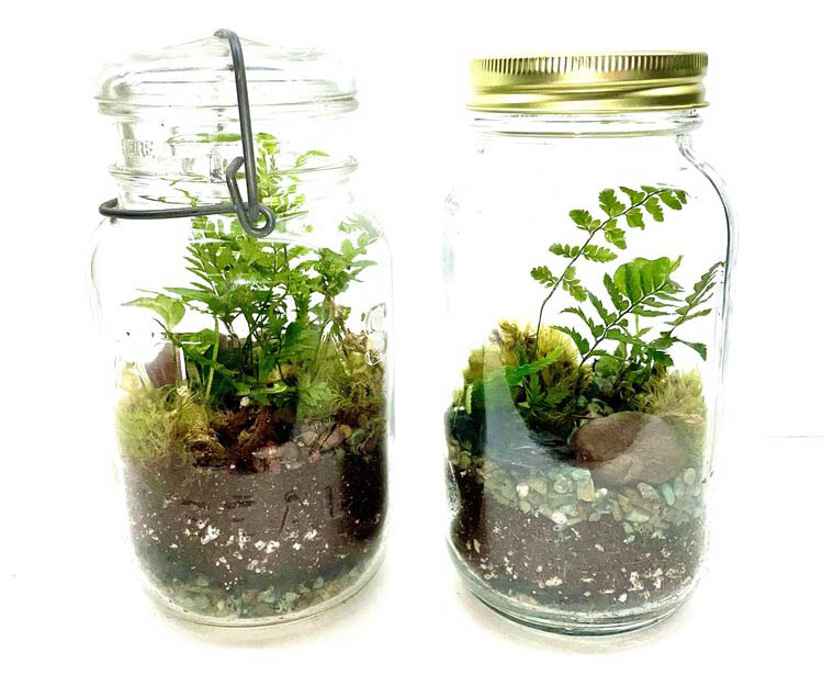 Comment fabriquer un terrarium pour plantes d&rsquo;intérieur