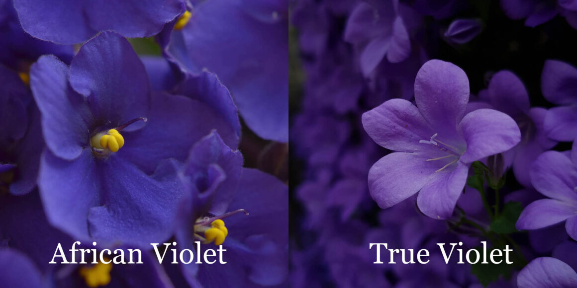 La violette africaine est-elle une vraie violette ? Combien de types existe-t-il ?