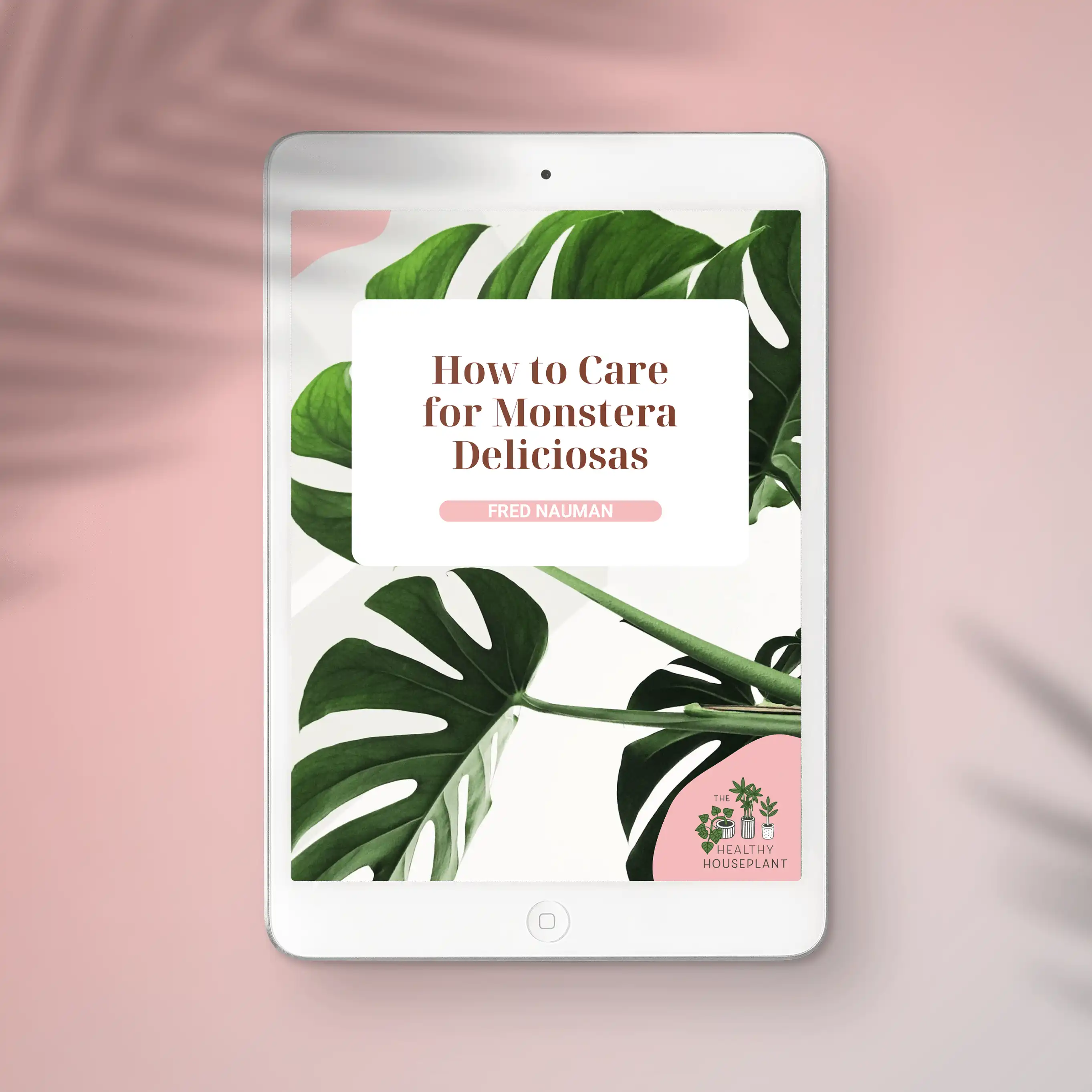 Le guide complet des soins de la monstera