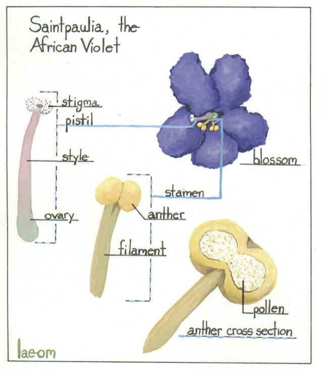 Comment croiser des violettes africaines pour obtenir des variétés hybrides ?