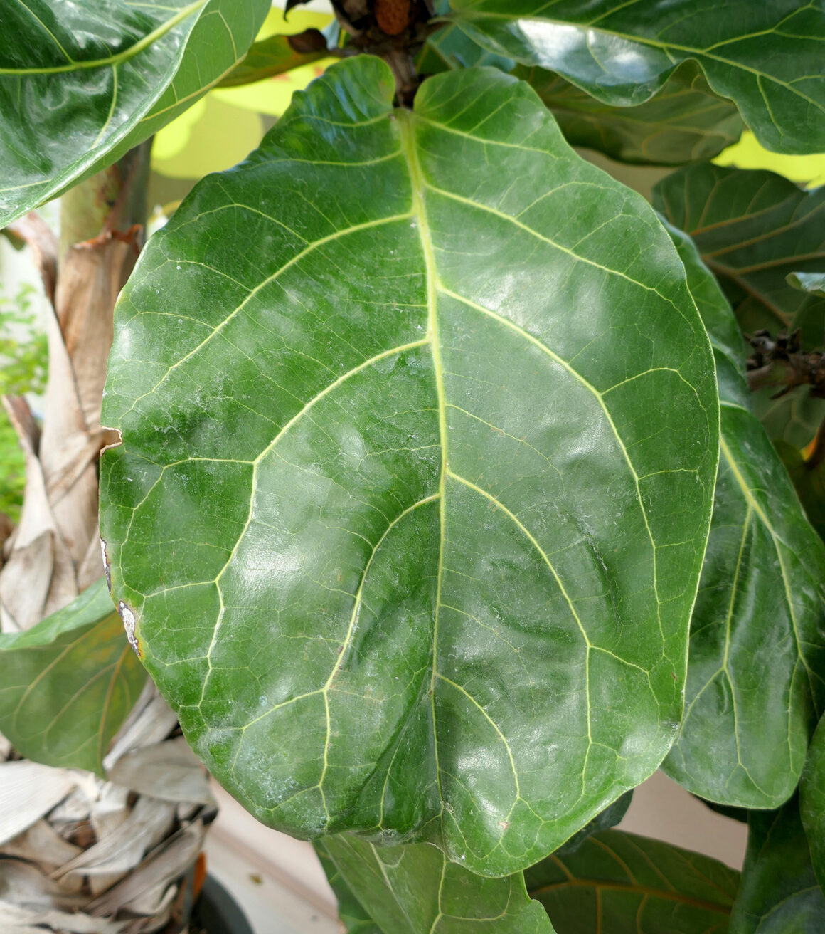 Feuilles de figuier à feuilles de vigne ridées ou plissées ? Pourquoi il ne faut pas trop s&rsquo;inquiéter