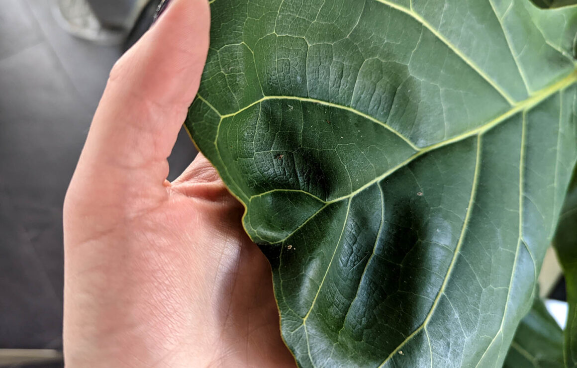 Feuilles de figuier à feuilles de vigne ridées ou plissées ? Pourquoi il ne faut pas trop s&rsquo;inquiéter