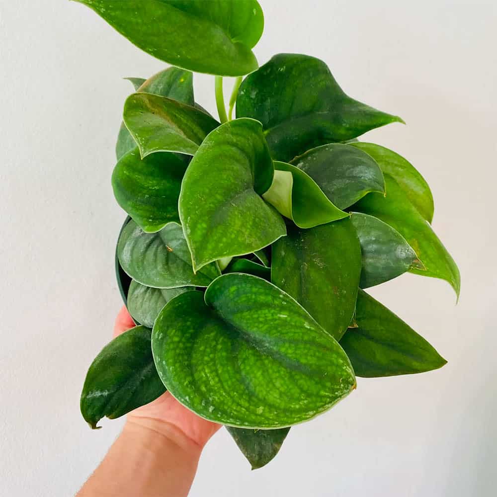 Soin d&rsquo;un Pothos satiné argenté : est-ce un vrai Pothos ?