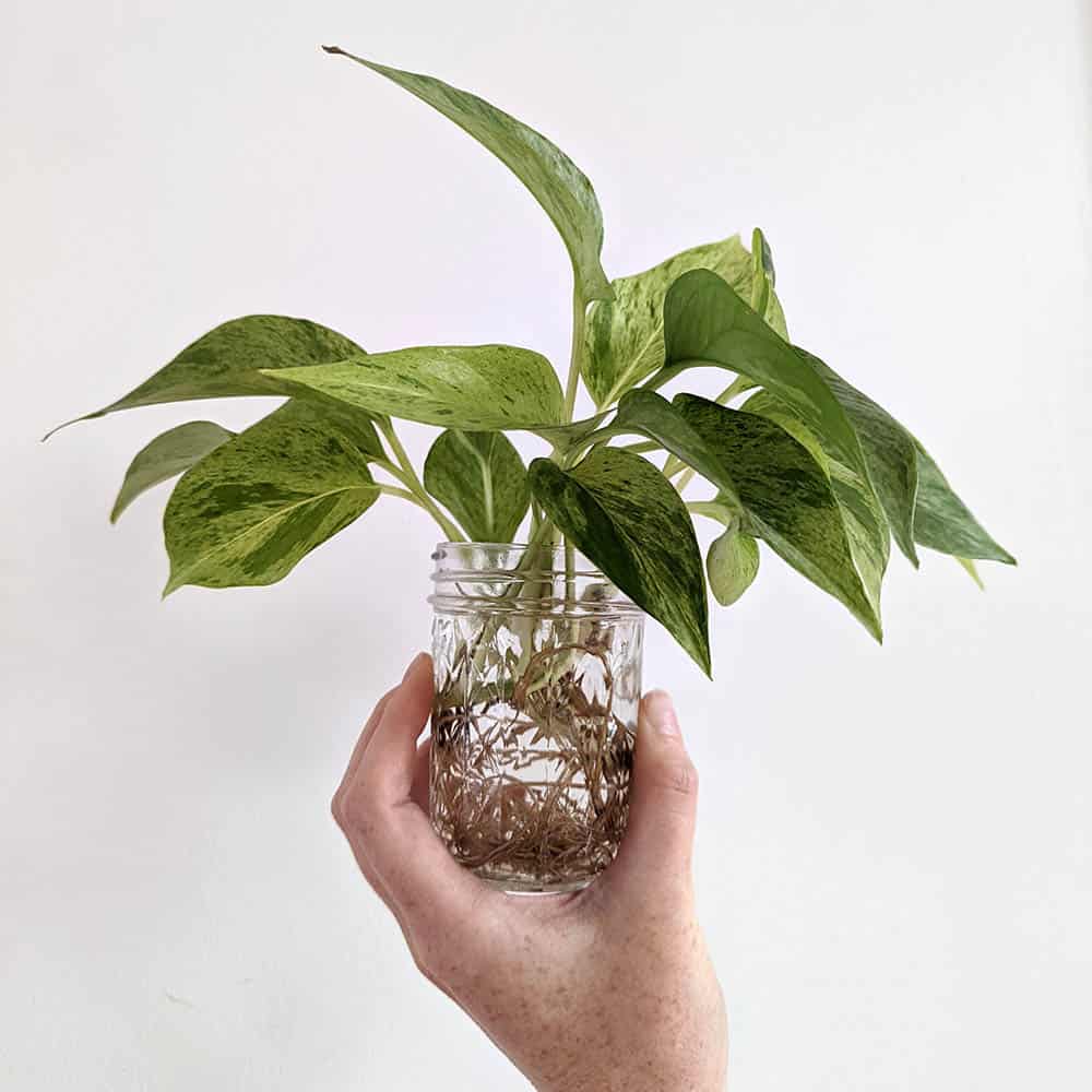 Peut-on faire pousser un Pothos dans l&rsquo;eau ? Voici tout ce dont vous avez besoin pour réussir.