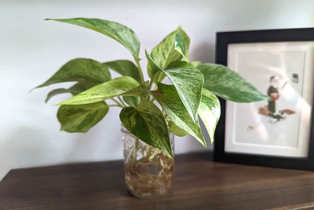 Peut-on faire pousser un Pothos dans l&rsquo;eau ? Voici tout ce dont vous avez besoin pour réussir.