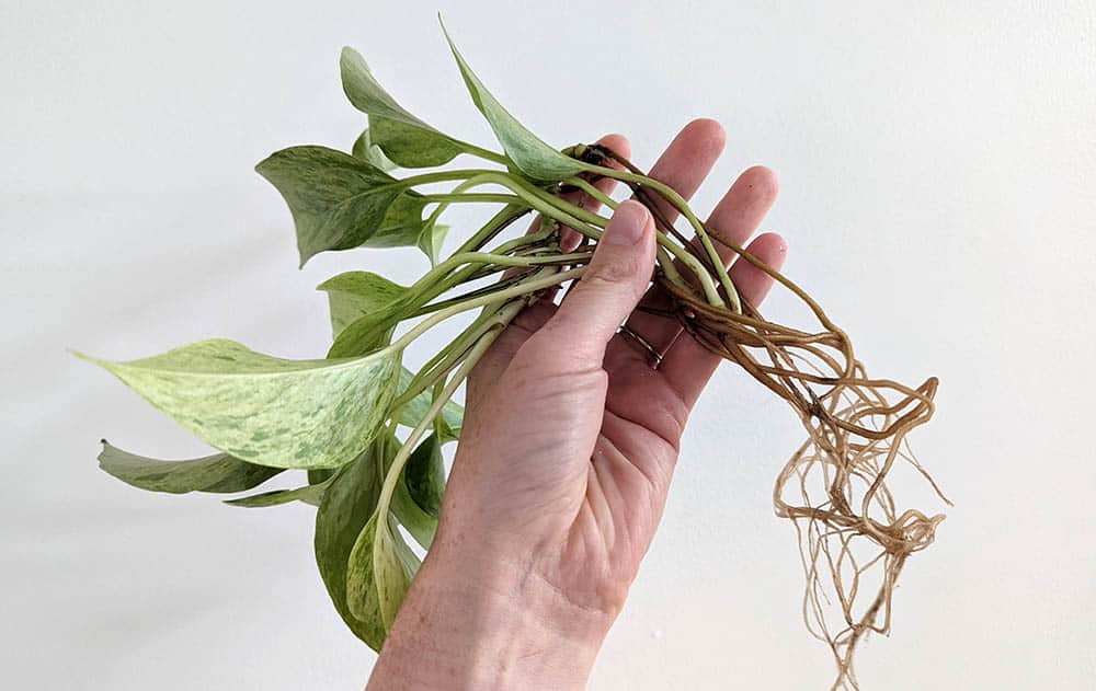 Peut-on faire pousser un Pothos dans l&rsquo;eau ? Voici tout ce dont vous avez besoin pour réussir.